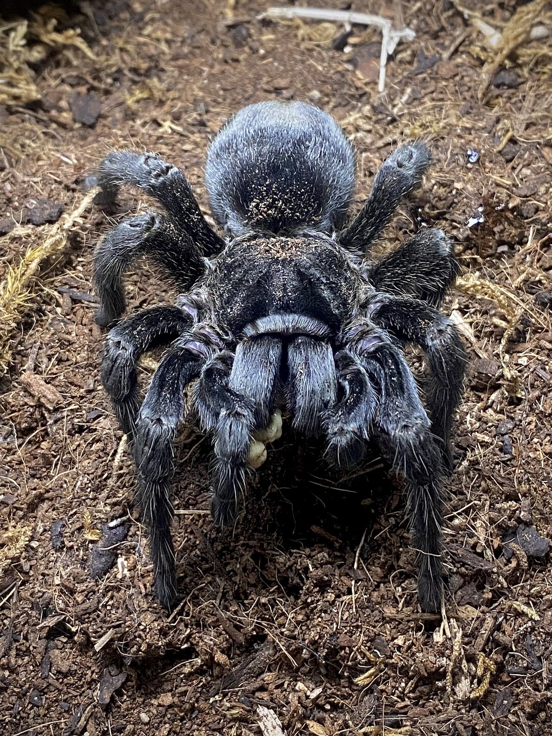 Grammostola pulchra