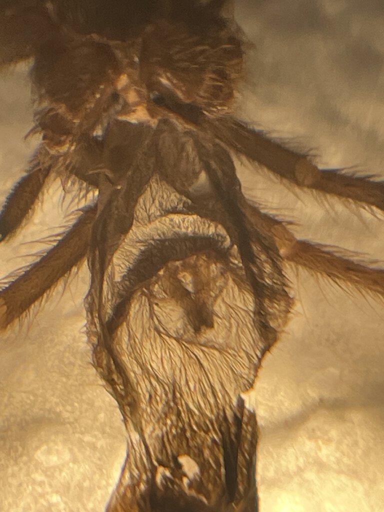 Grammostola pulchra