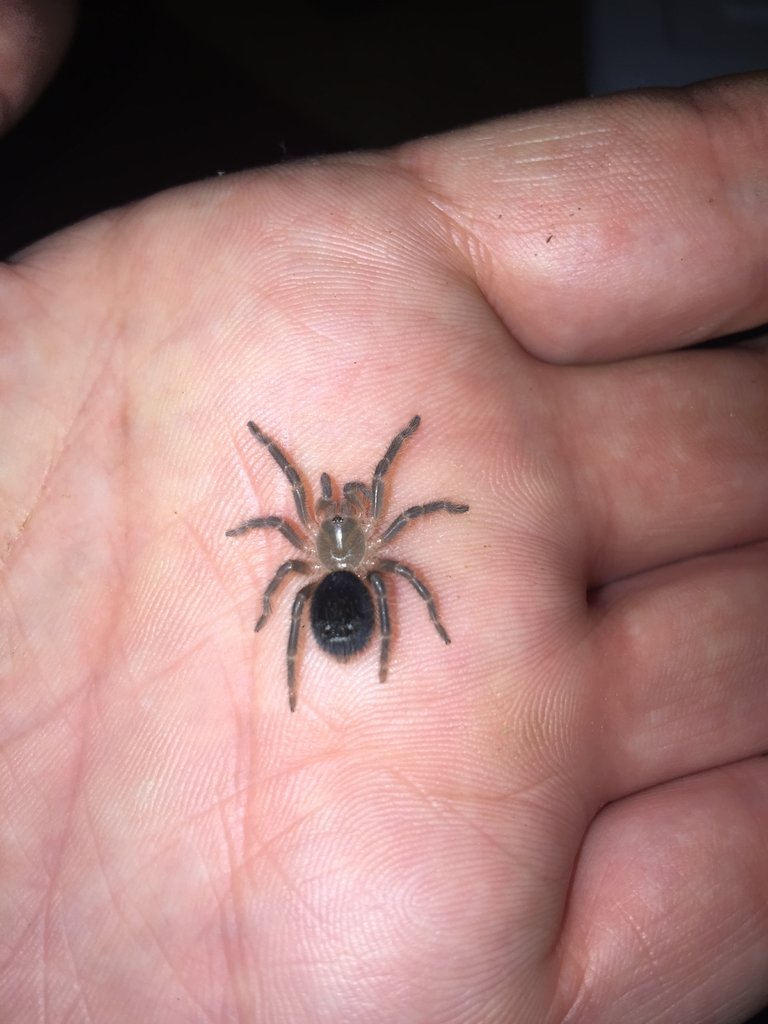 Grammostola Pulchrapes