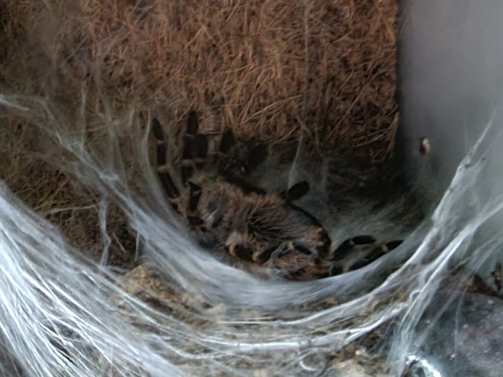 Grammostola pulchripes 0, 1 molting