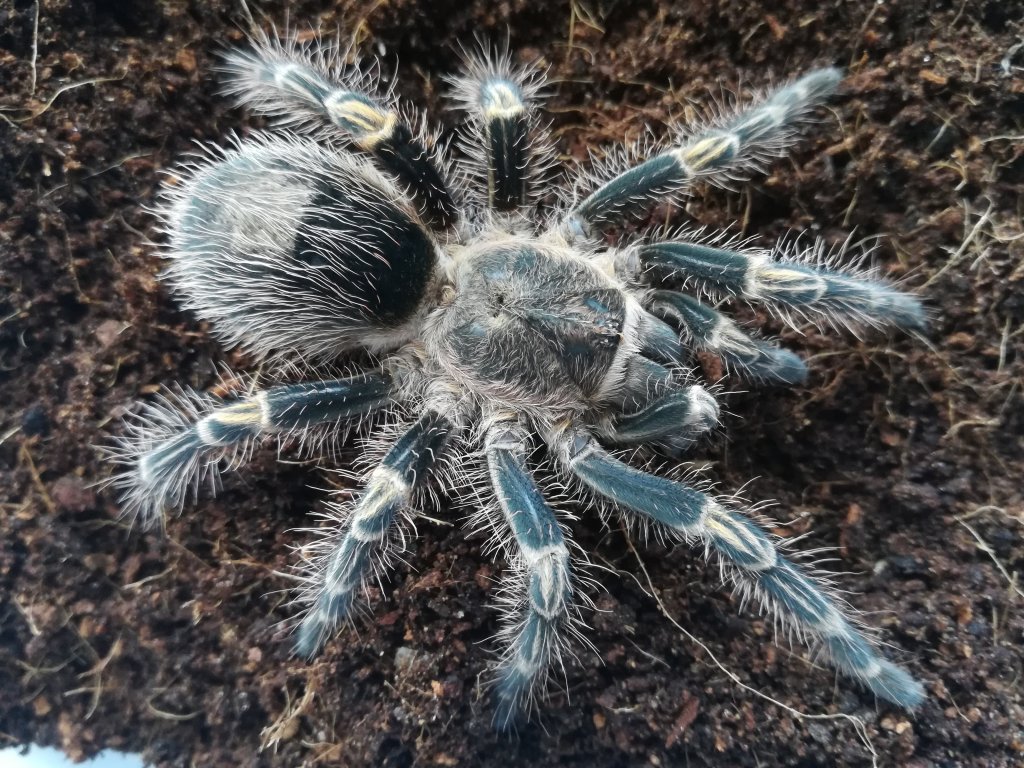 Grammostola pulchripes 0,1