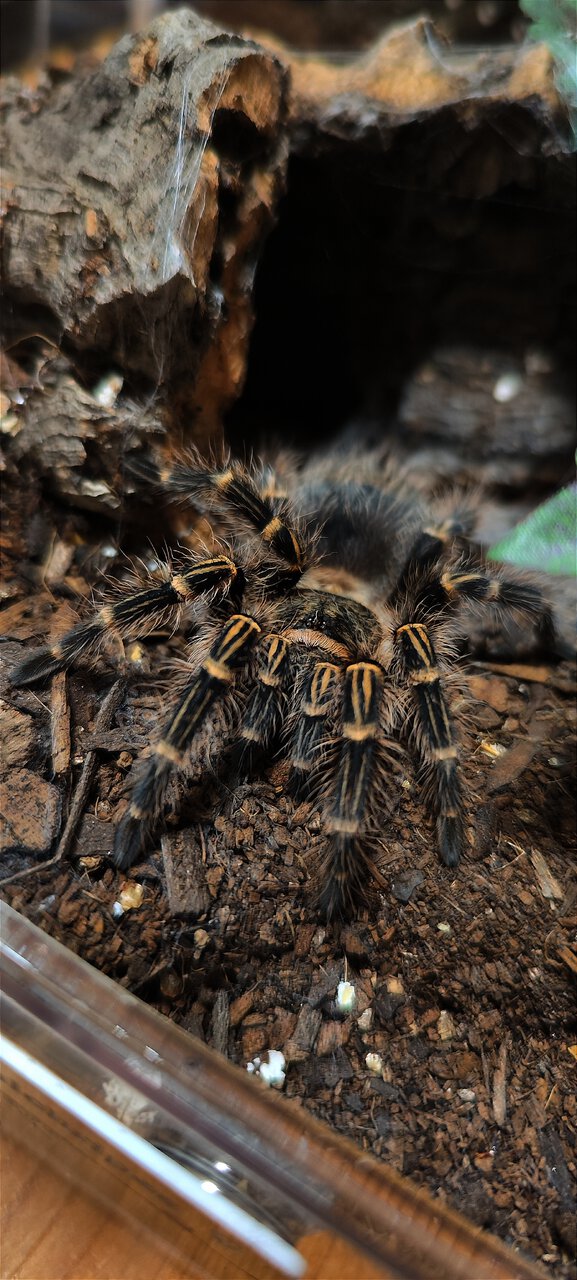 Grammostola pulchripes 0.1