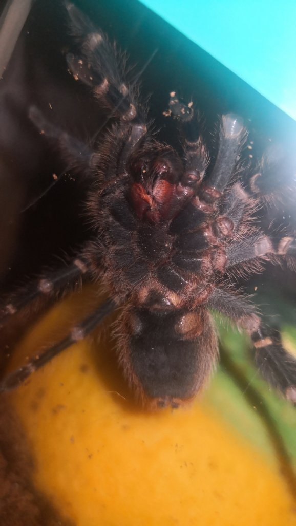 Grammostola pulchripes [1/2]