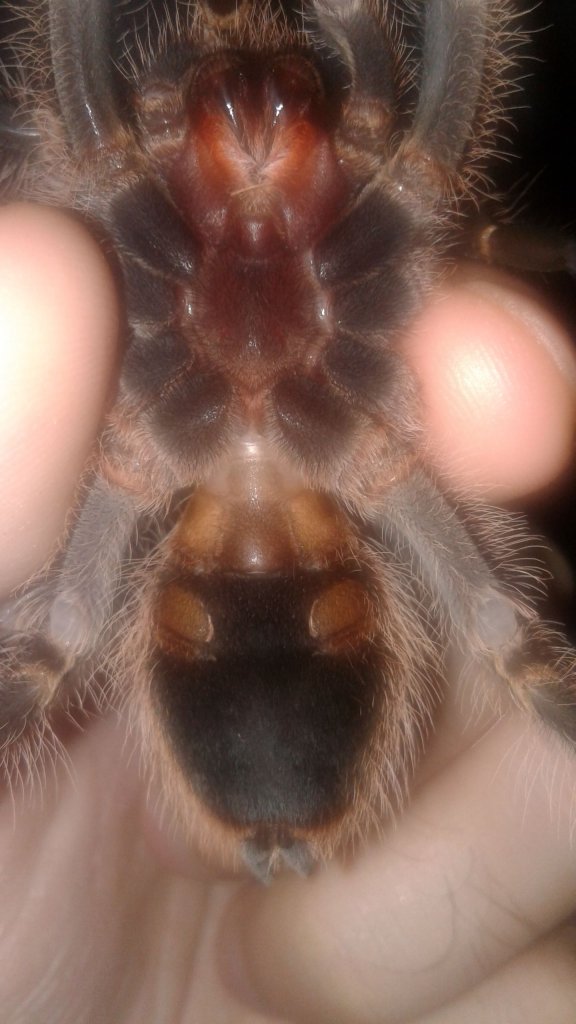 Grammostola pulchripes [1/2]