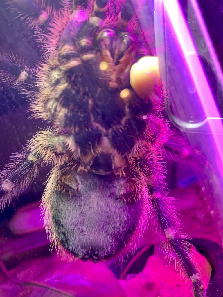 Grammostola pulchripes [1/3]