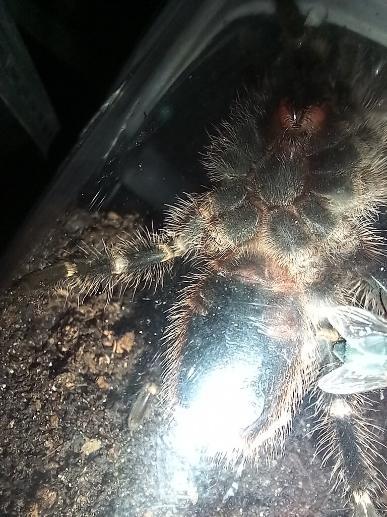 Grammostola pulchripes 1