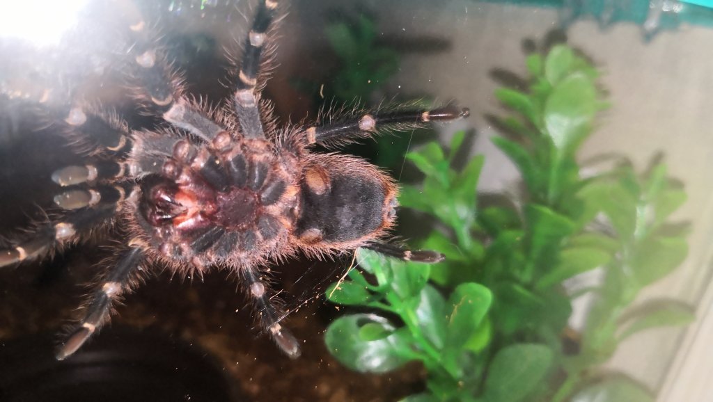 Grammostola pulchripes [2/2]