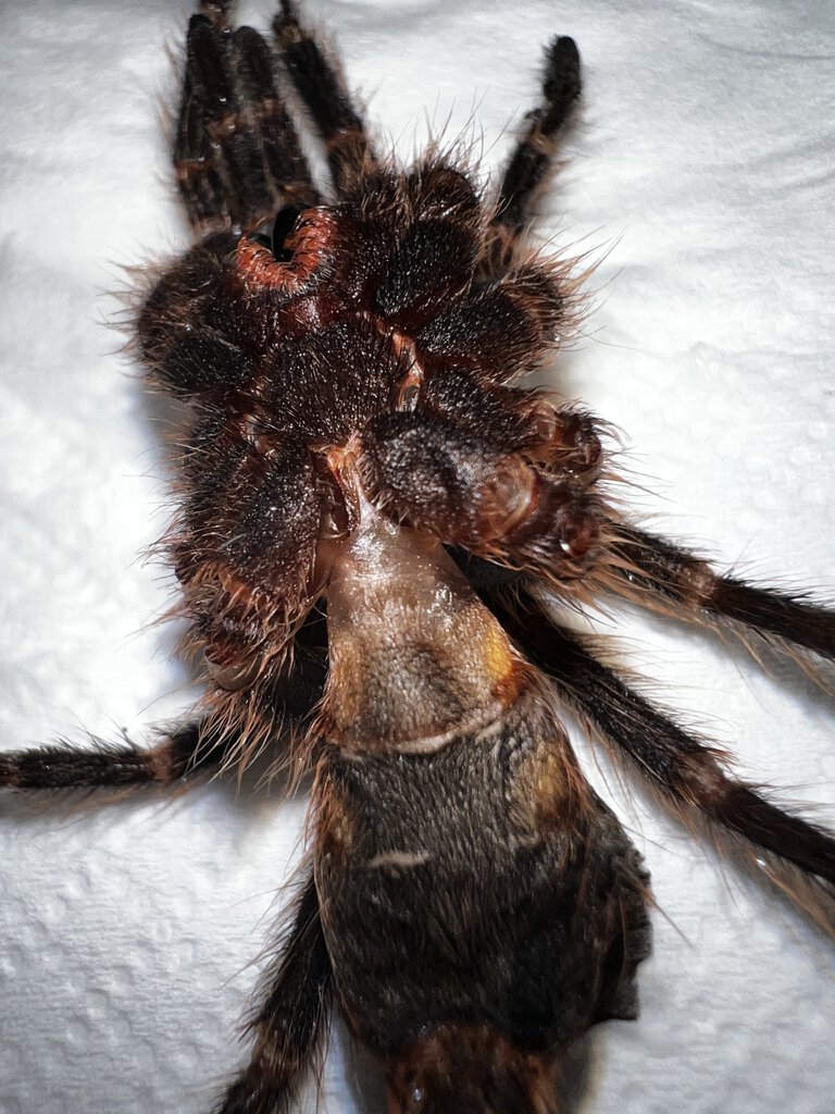 Grammostola Pulchripes (2.5”/3”?? molt) male or female?