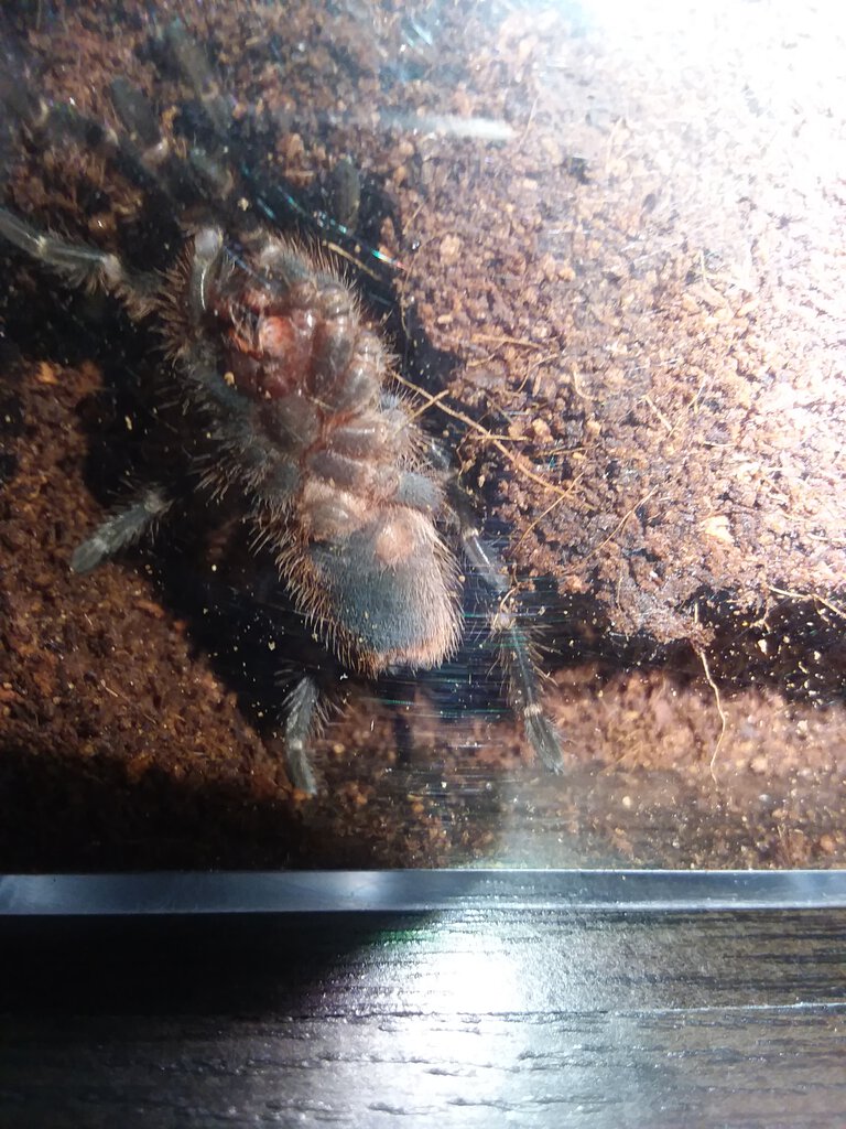 Grammostola pulchripes 2 inches