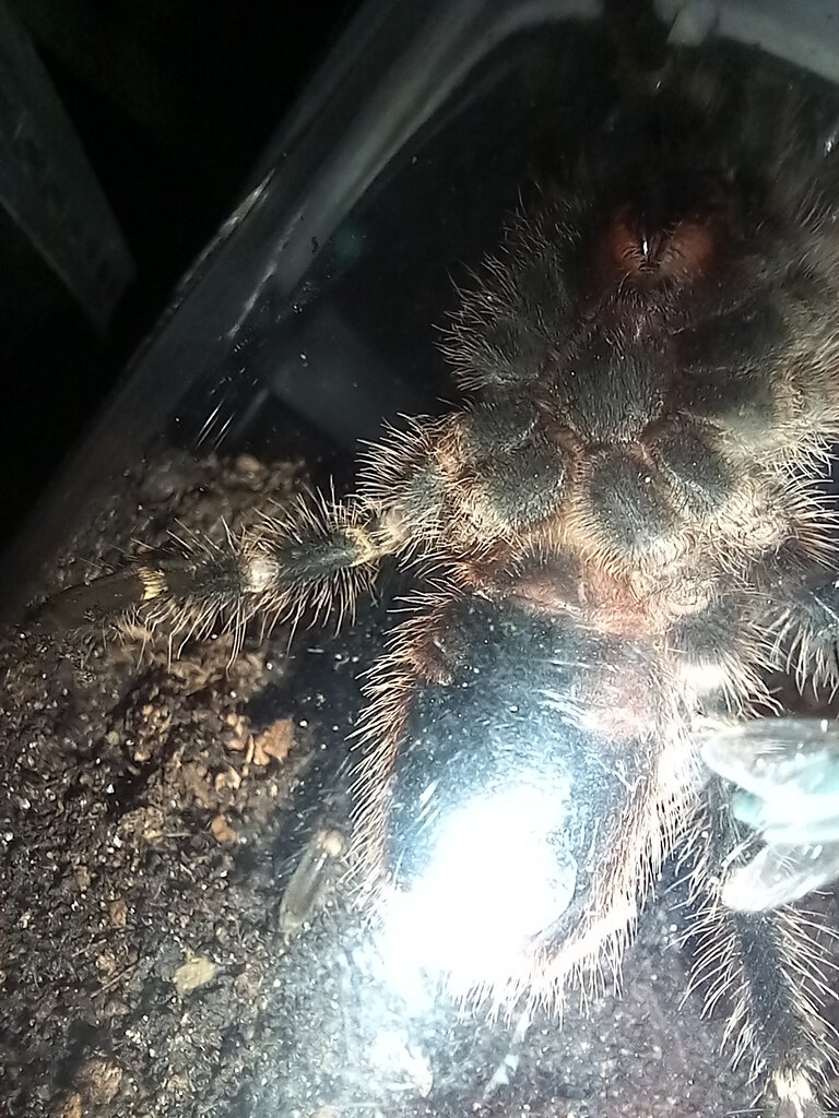 Grammostola pulchripes 2