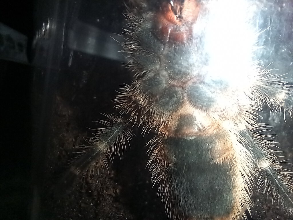 Grammostola pulchripes 3