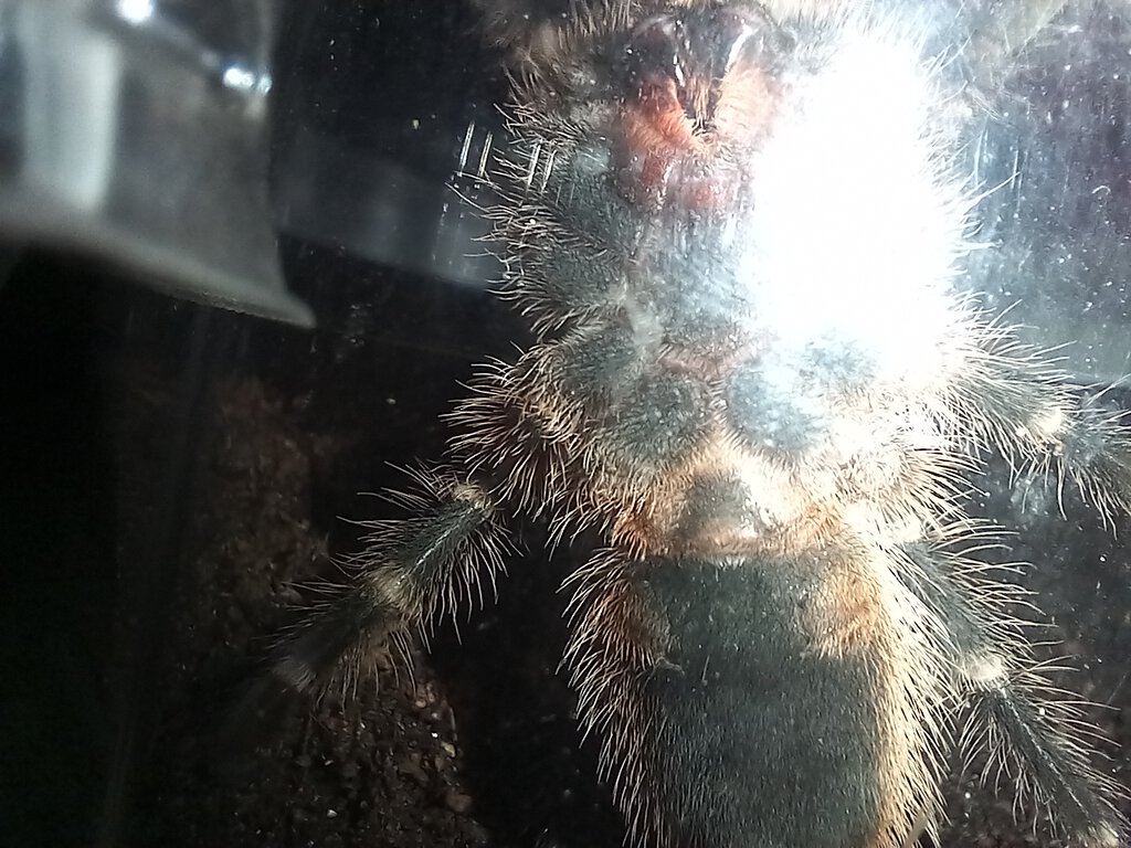 Grammostola pulchripes 4