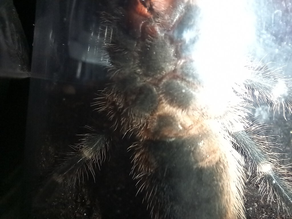 Grammostola pulchripes 5