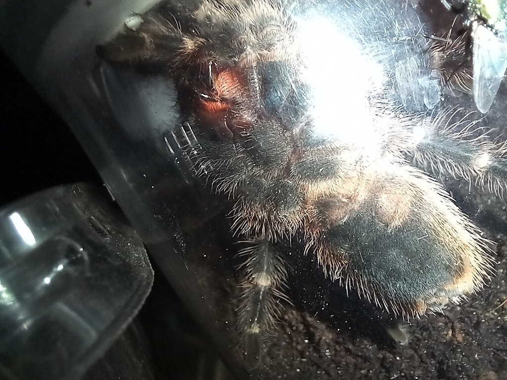 Grammostola pulchripes 6