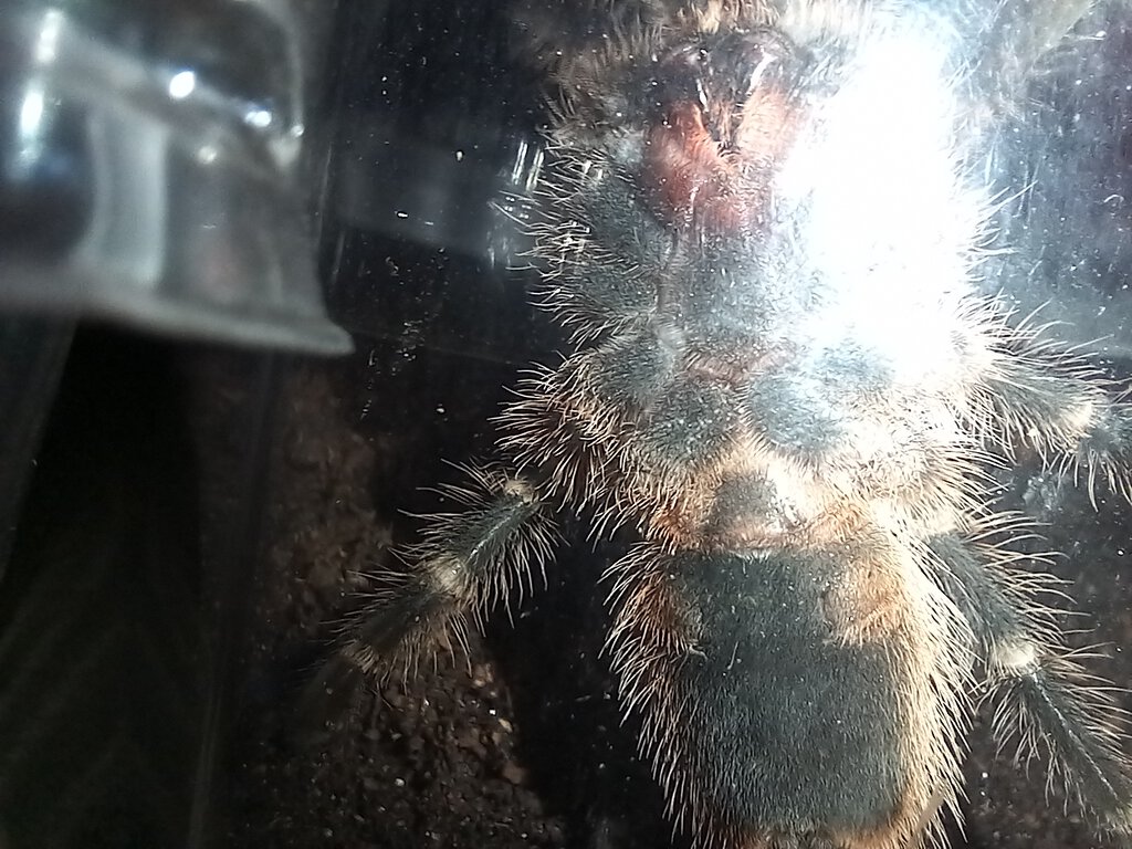 Grammostola pulchripes 7