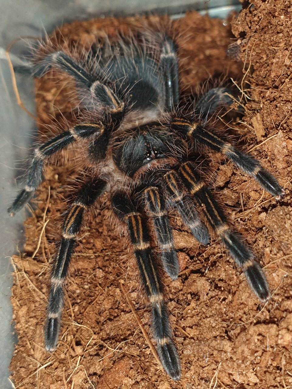 Grammostola Pulchripes 7cm (2.75in)