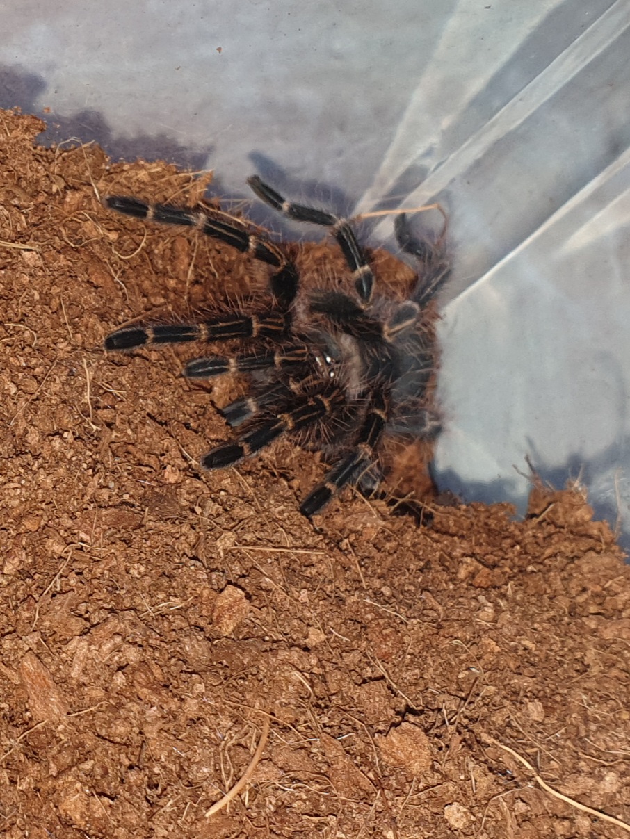 Grammostola Pulchripes 7cm (2.75in)