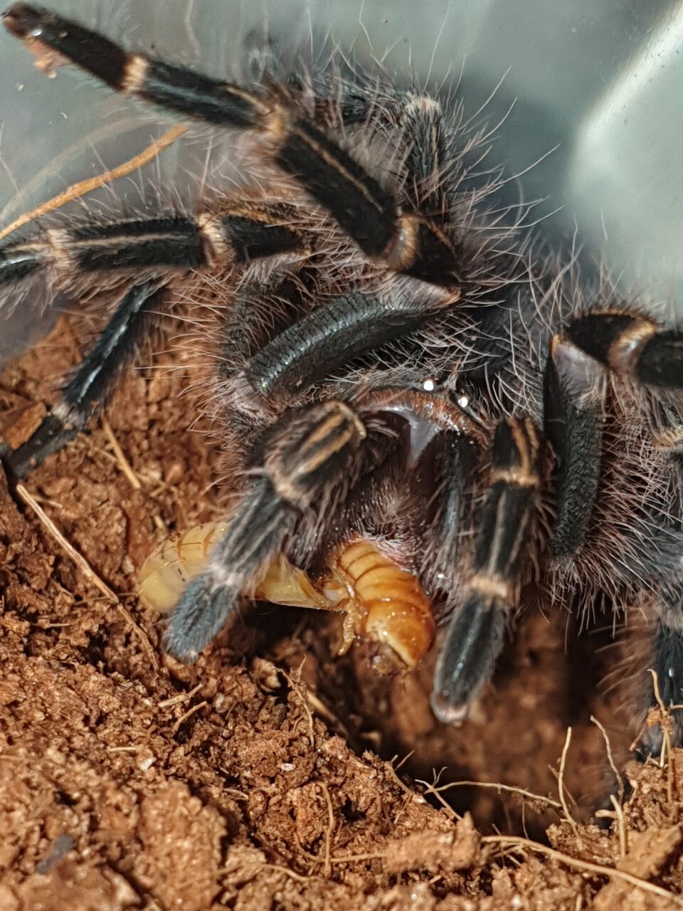 Grammostola Pulchripes 7cm (2.75in)