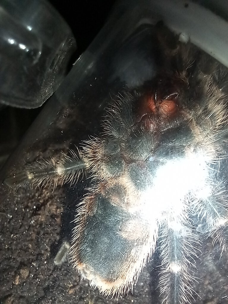 Grammostola pulchripes 8