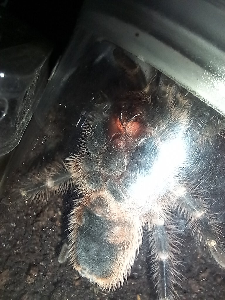 Grammostola pulchripes 9