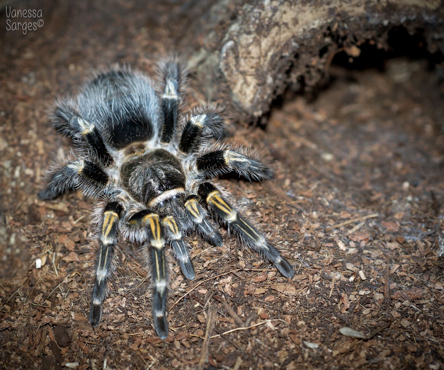 Grammostola pulchripes Adult Female