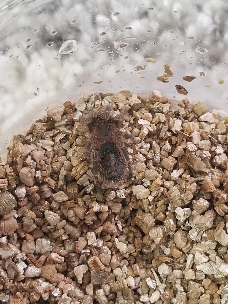 Grammostola pulchripes, Aphonopelma seemanni, or Other?