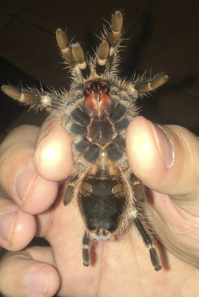 Grammostola pulchripes; around 4”