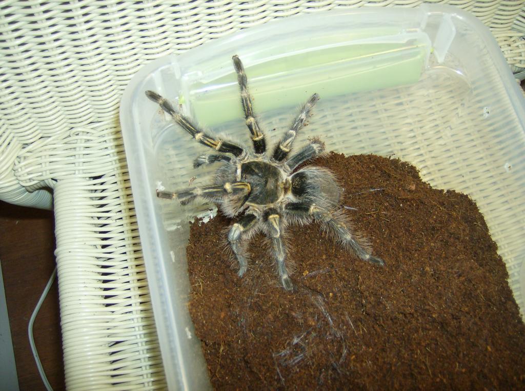 Grammostola Pulchripes/aureostriata