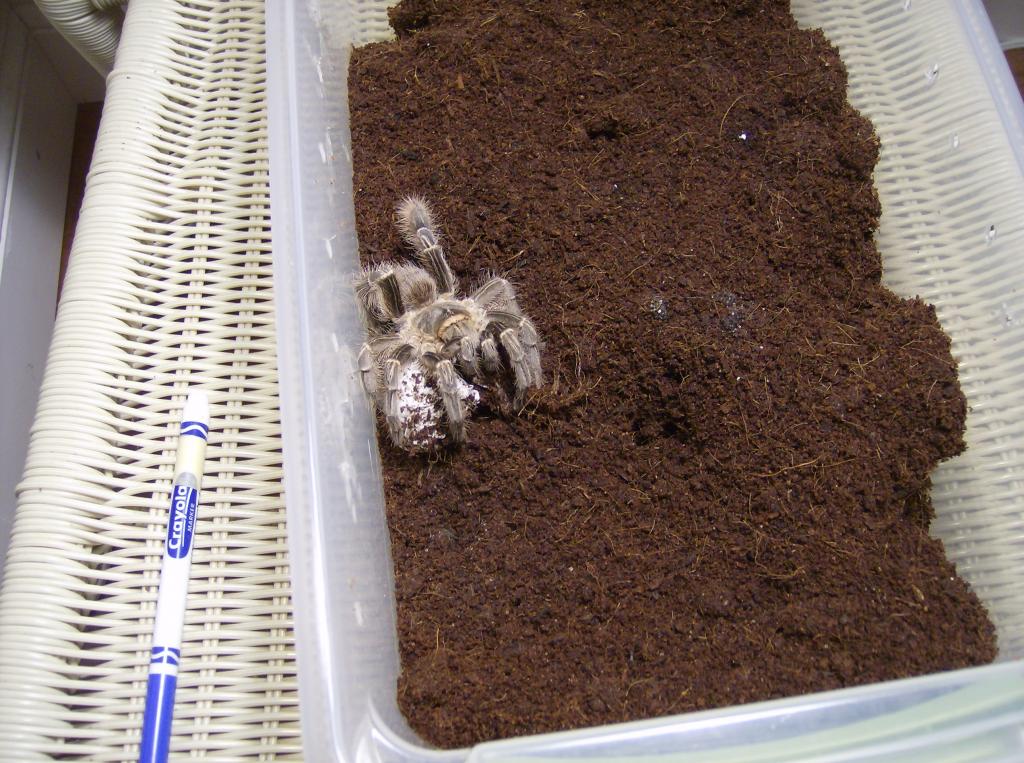 Grammostola Pulchripes/aureostriata