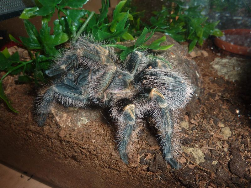 Grammostola pulchripes (Chaco Golden Knee)