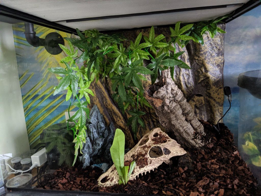 Grammostola pulchripes Enclosure