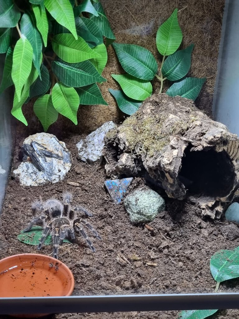 Grammostola pulchripes enclosure