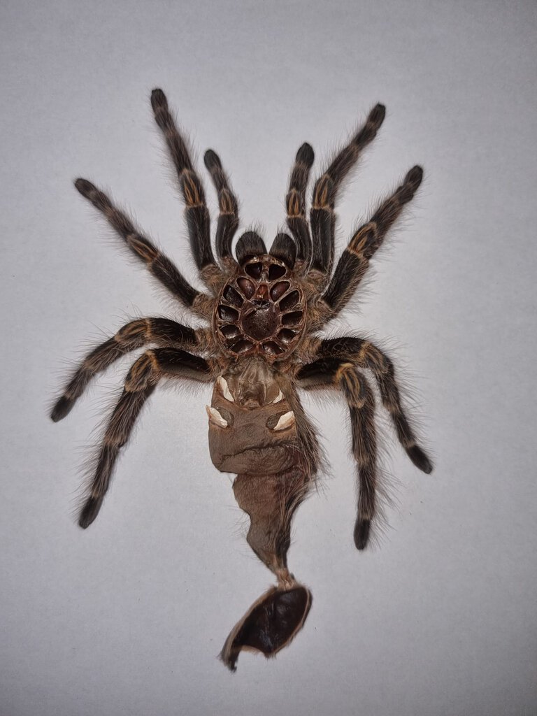 Grammostola pulchripes female molt