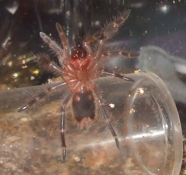 Grammostola Pulchripes (gender?)