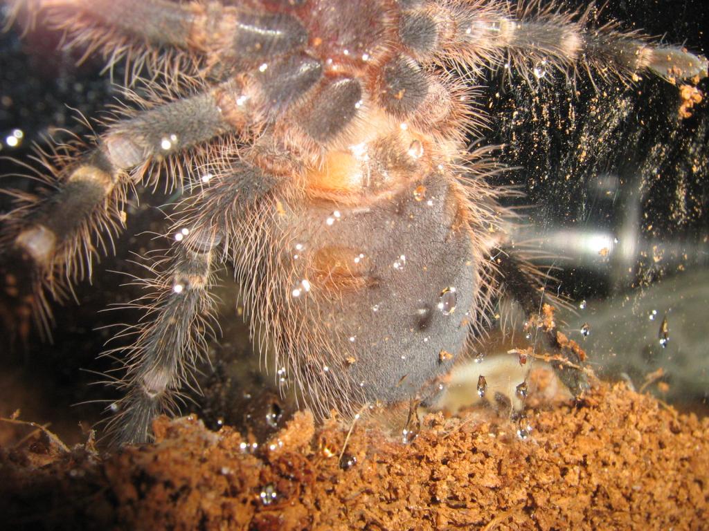 Grammostola Pulchripes "iggy"