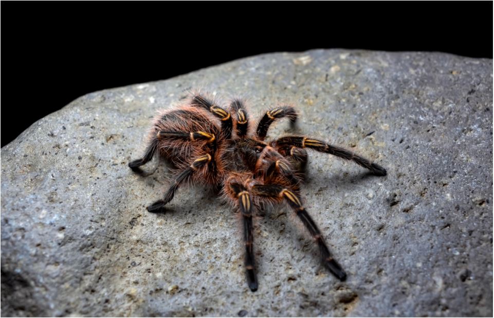 Grammostola pulchripes juvenile poss. female Arachnoboards