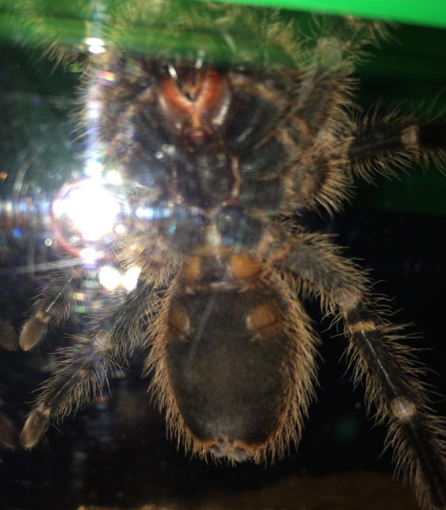 Grammostola Pulchripes M/F?