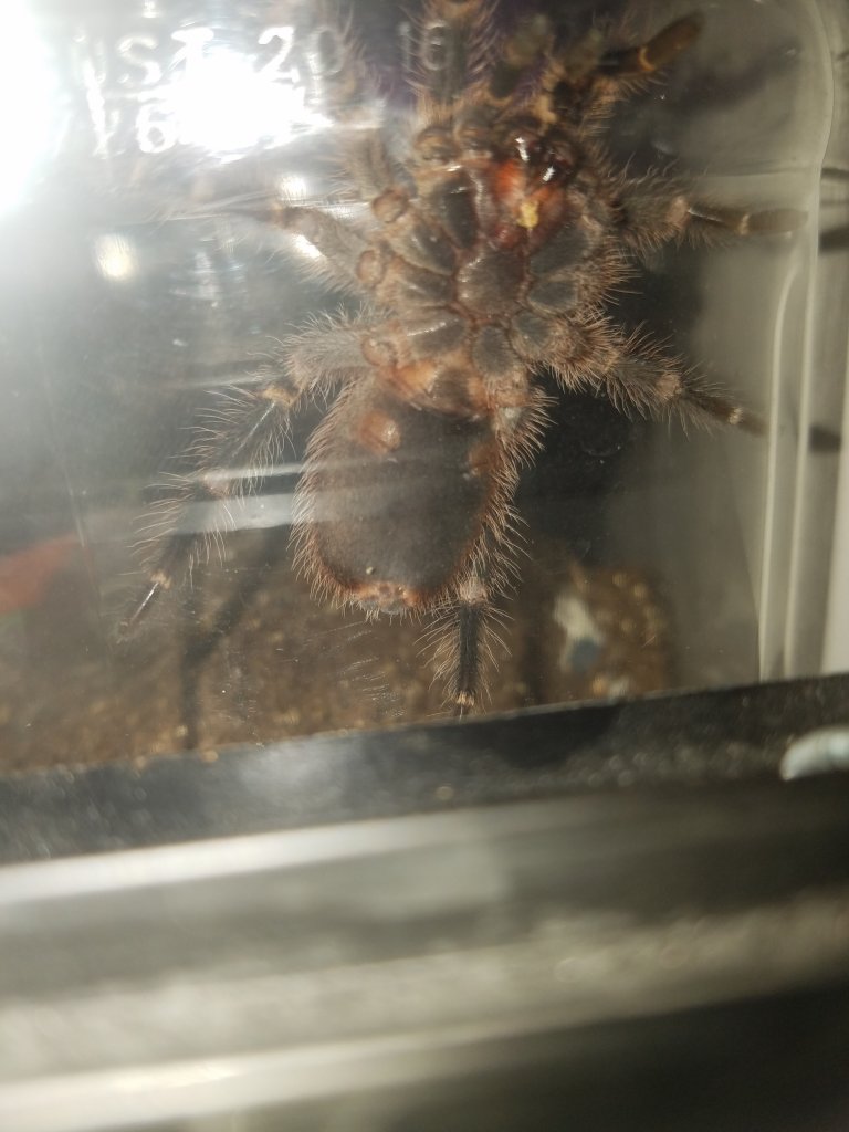 Grammostola pulchripes m/f?