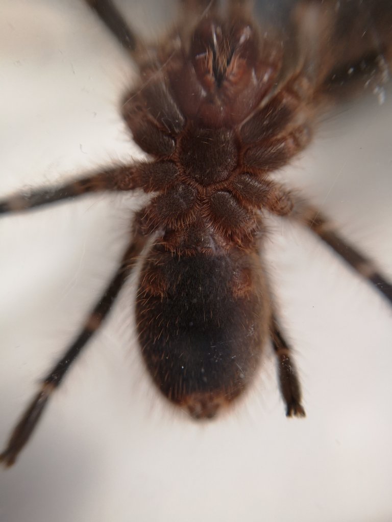 Grammostola pulchripes m or f?