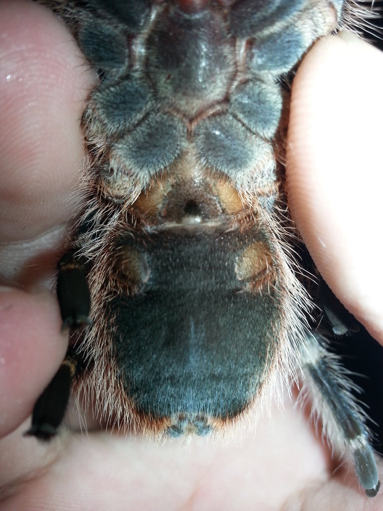 Grammostola Pulchripes male or female?