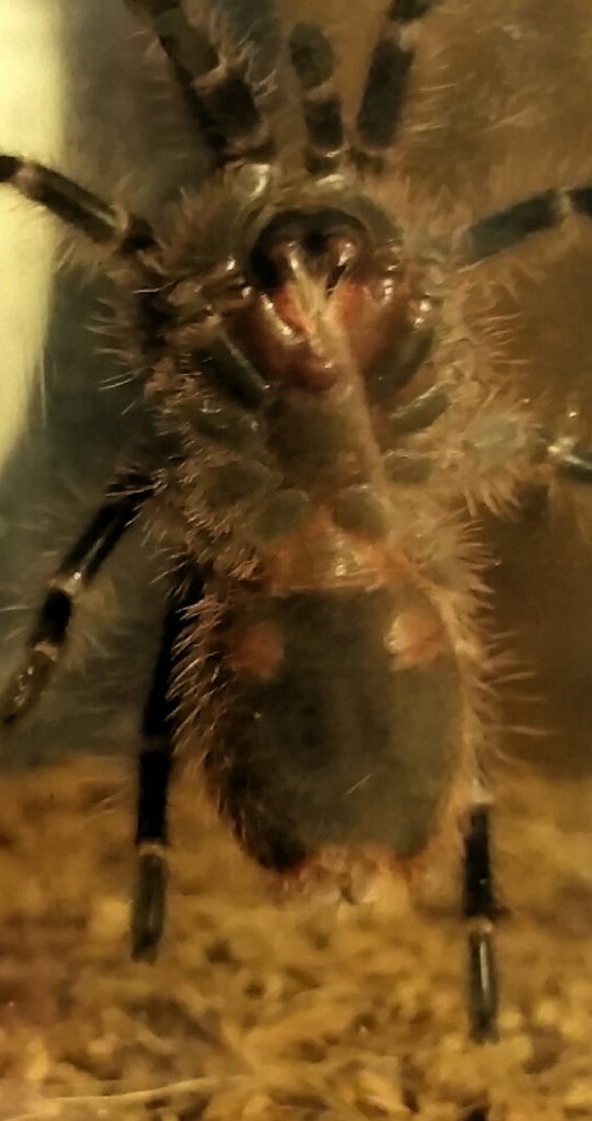 Grammostola Pulchripes Male or Female Arachnoboards