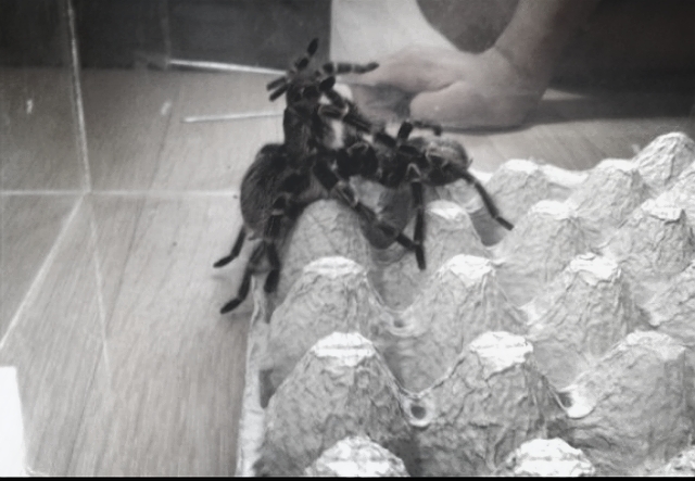 grammostola pulchripes mating