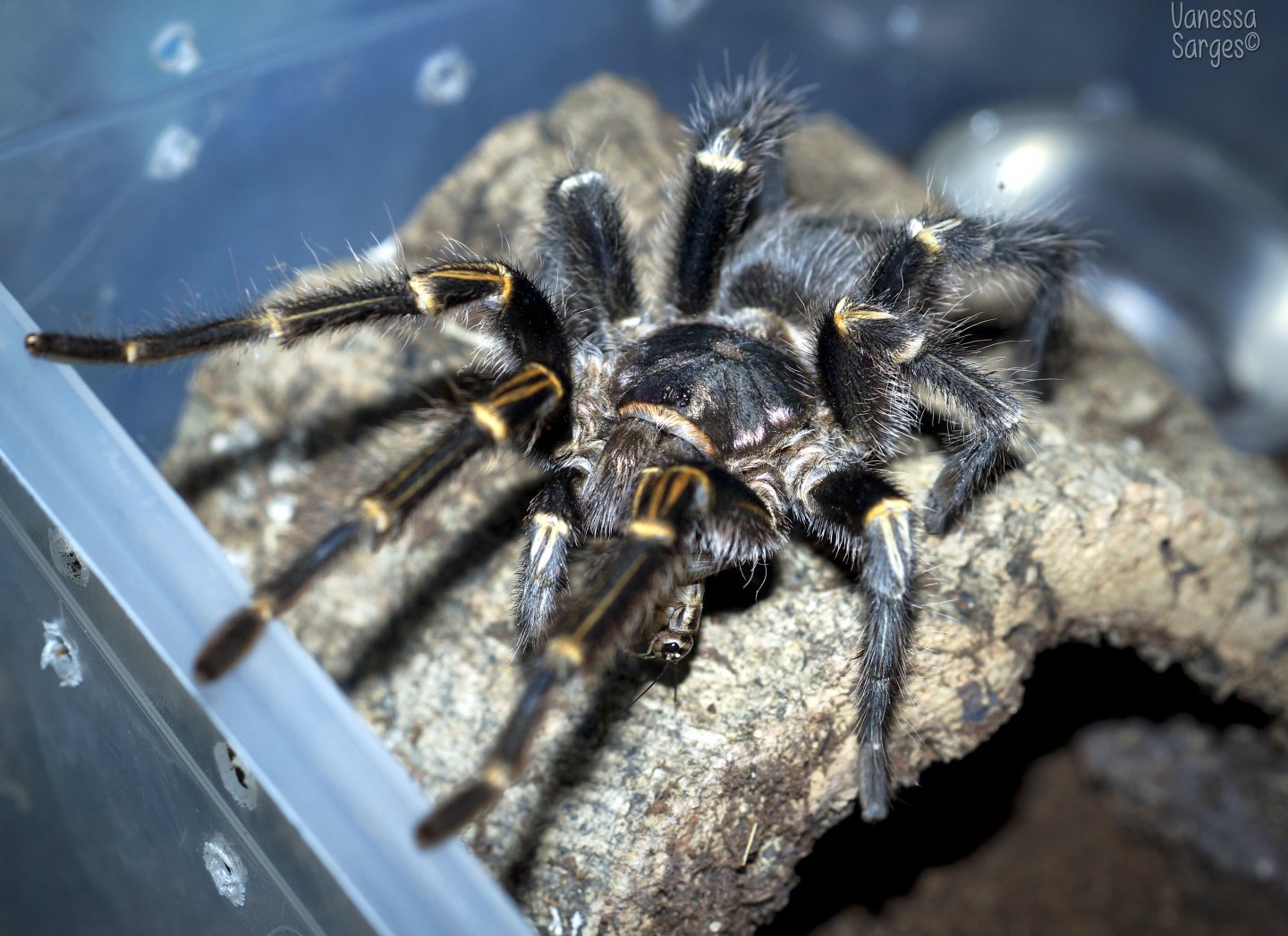 Grammostola pulchripes Mature Male