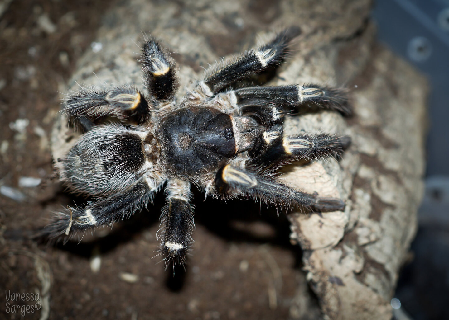 Grammostola pulchripes Mature Male