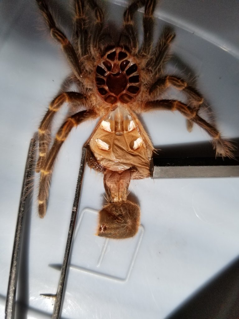 Grammostola pulchripes molt sexing 1 2 Arachnoboards