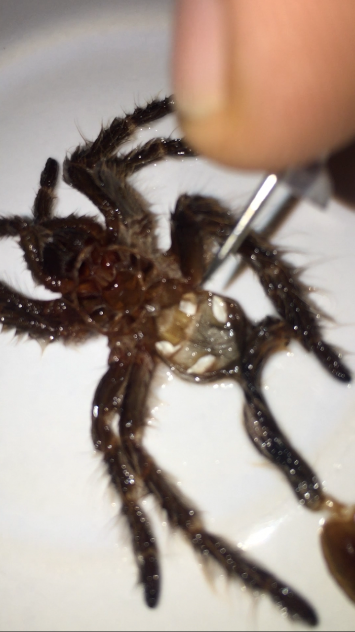 Grammostola pulchripes [molt sexing]