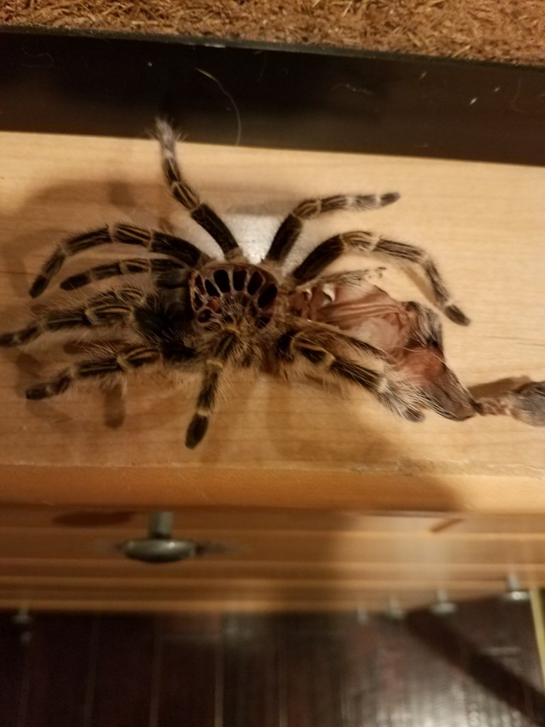 Grammostola pulchripes molt