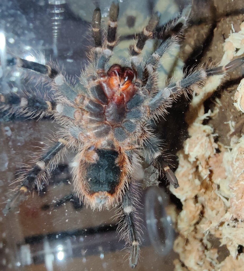 Grammostola pulchripes sexing