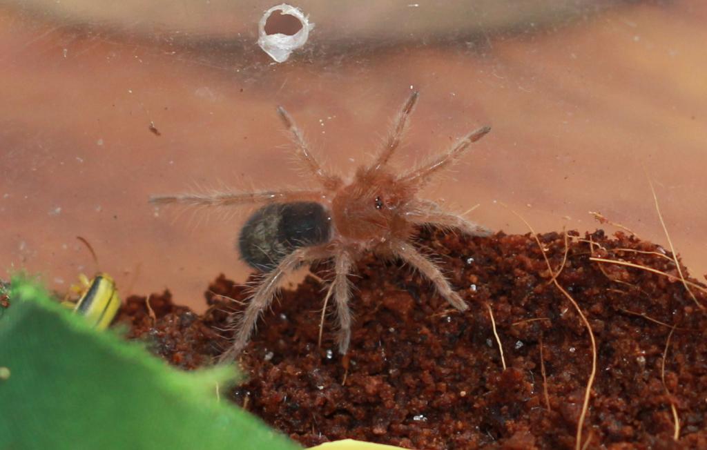 Grammostola pulchripes sling