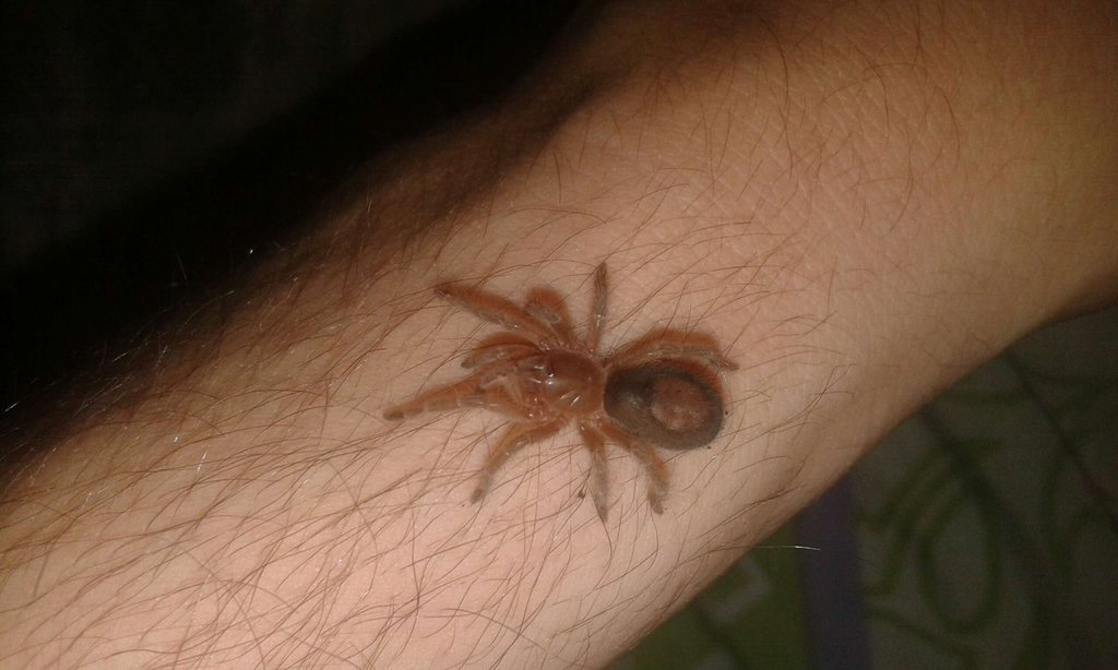 Grammostola pulchripes  -> sling